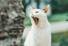 教程:如何使用梯度累积来克服 GPU 内存限制-主机百科