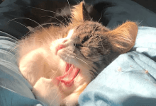 如何将 MongoDB 更改流与 Go 驱动程序一起使用-主机百科